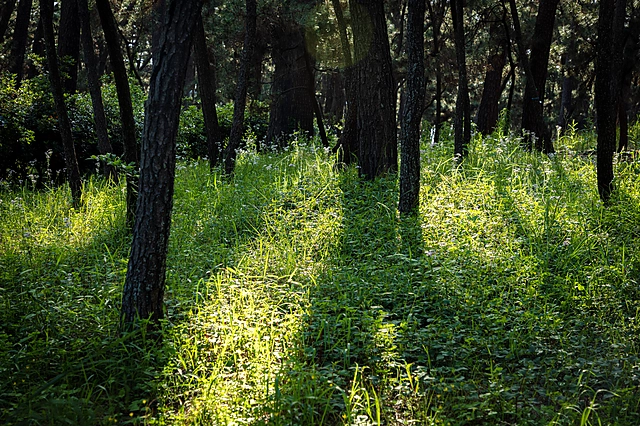 Numazu Senbonhama Park | Shizuoka Prefecture