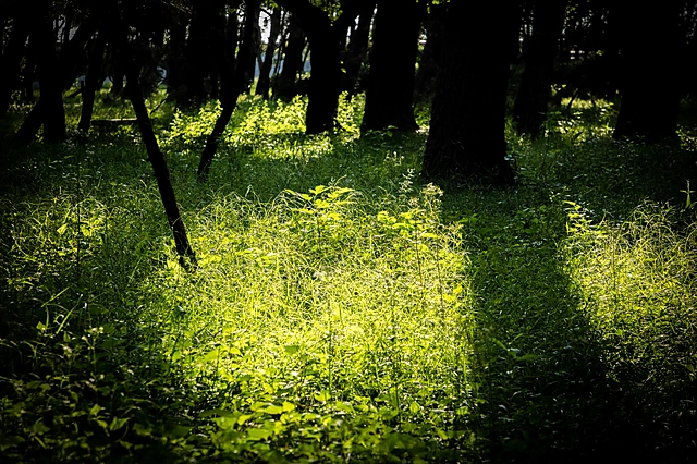 Numazu Senbonhama Park | Shizuoka Prefecture