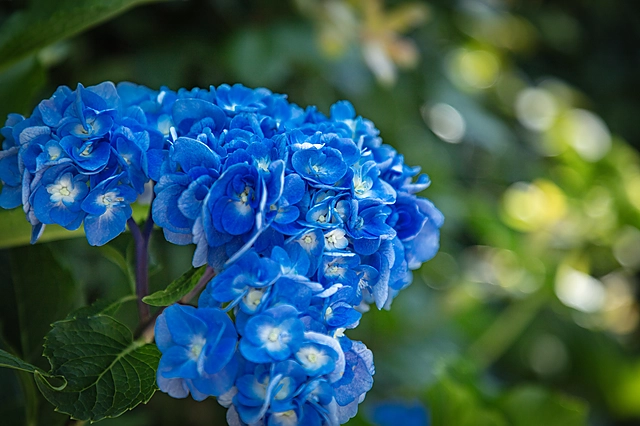 Hydrangea (Ajisai) | Japan
