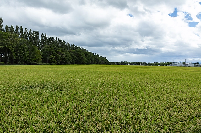 稲｜北海道石狩市