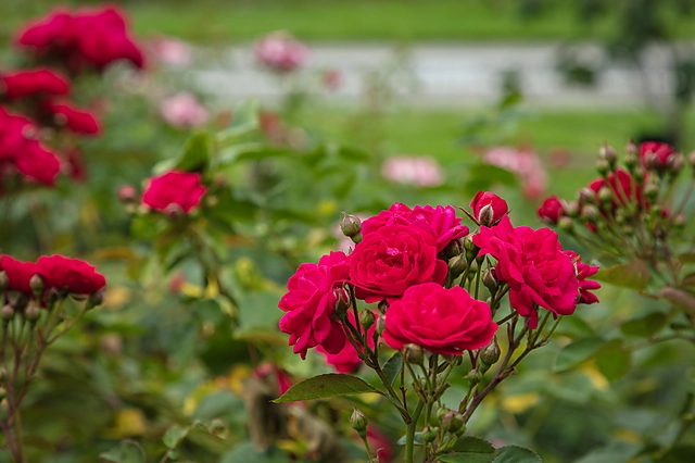 Red Cluster Roses | Japan | rose
