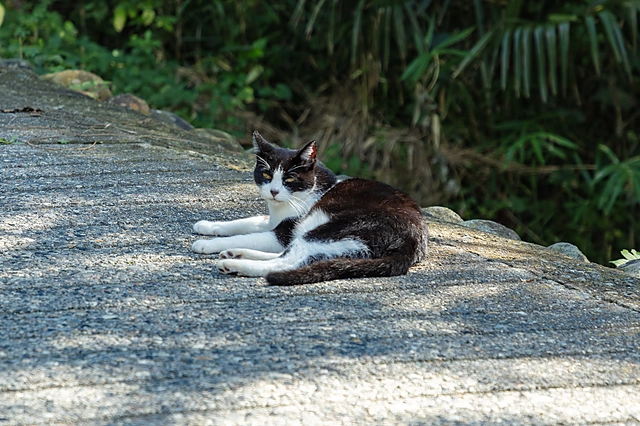 Cat | Japan