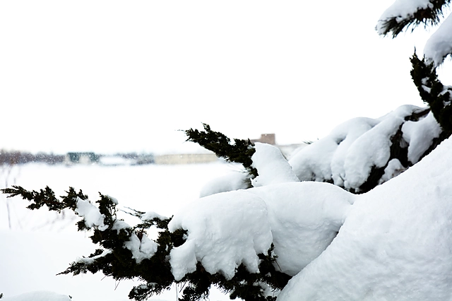 Winter Tree | Hokkaido