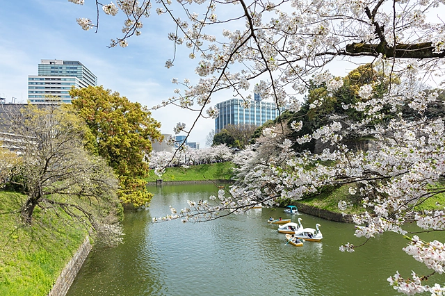 Chidorigafuchi | Tokyo