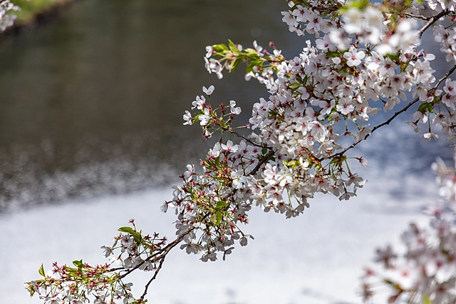 Cherry Blossoms at Hirosaki Park | Aomori Prefecture