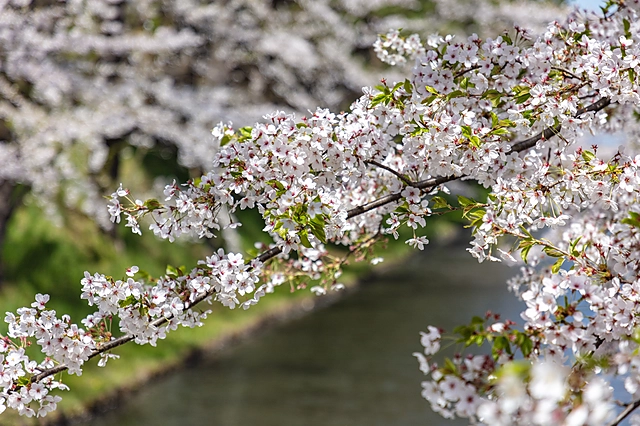 弘前公園の桜｜青森県弘前市