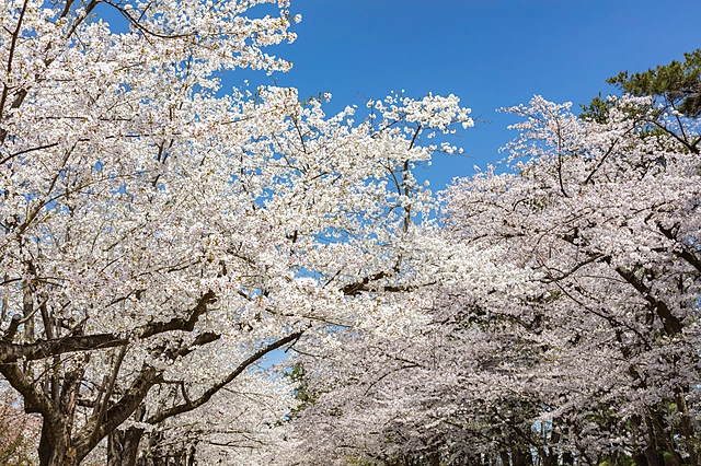 Cherry Blossoms at Hirosaki Park | Aomori Prefecture