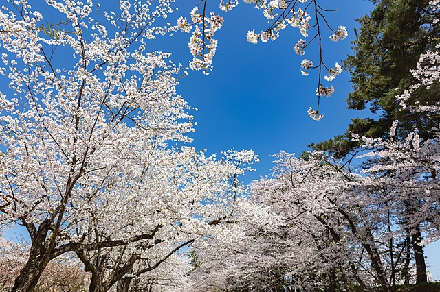 Cherry Blossoms at Hirosaki Park | Aomori Prefecture
