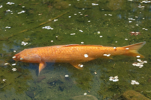Carp | Japan | Koi / Carp