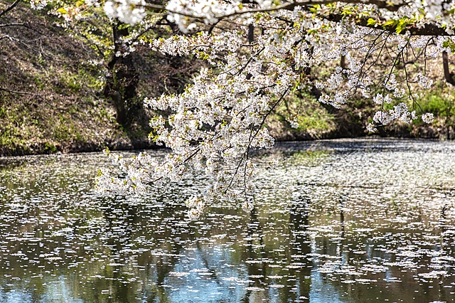 Cherry Blossoms at Hirosaki Park | Aomori Prefecture
