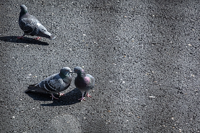 Friendly Pigeons | Japan | Bird