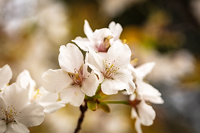 Cherry Blossoms | Japan