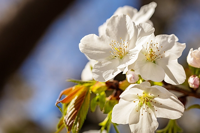 桜