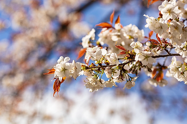 桜