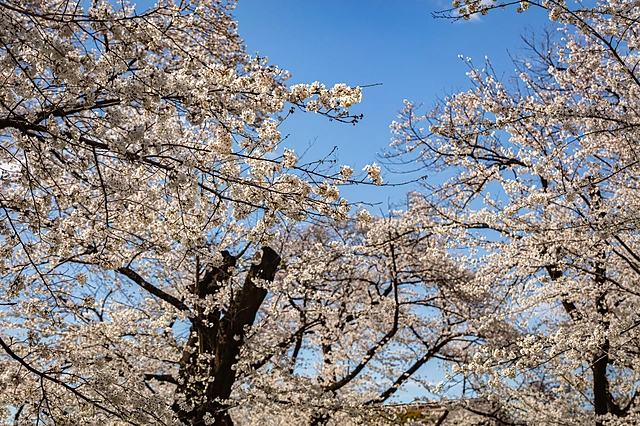 Cherry Blossom Sky | Japan | Cherry Blossom / Sakura