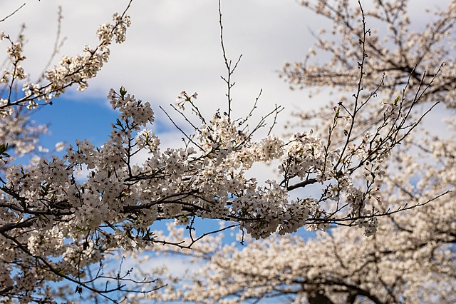 桜空
