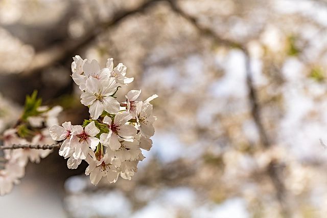 桜