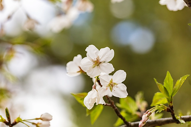 桜の花びら