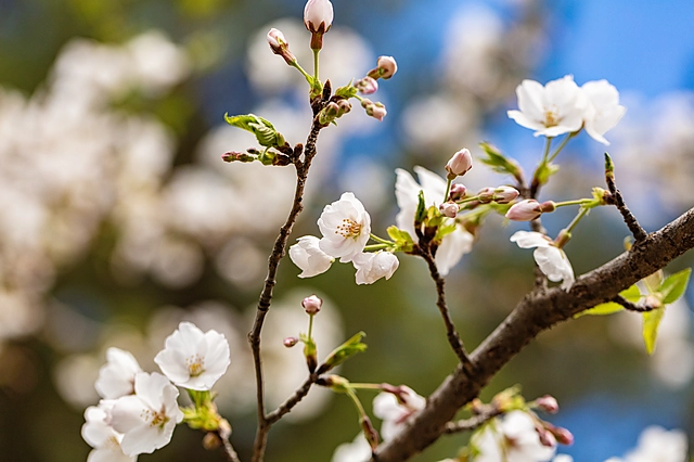 桜の花びら