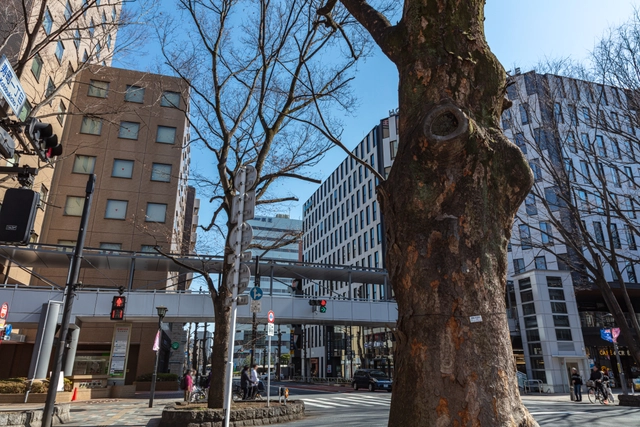 The Baba-Daimon Zelkova Avenue | Tokyo Tama Area