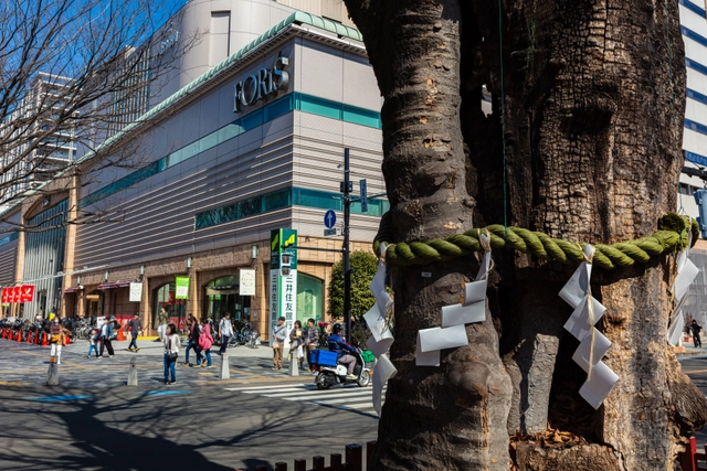 Sacred Tree on the Keyaki Avenue at Okunitama Shrine | Tokyo Tama Area