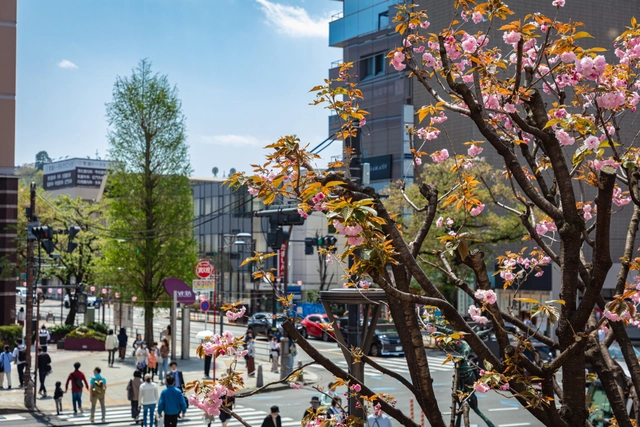 Streetscape and Double Cherry Blossoms near Seiseki-Sakuragaoka Station | Tokyo Tama Area