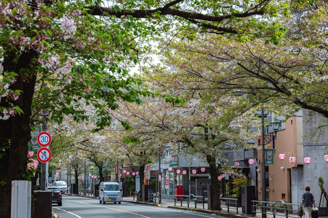 Seiseki-Sakuragaoka Cherry Blossom Street | Tokyo Tama Area