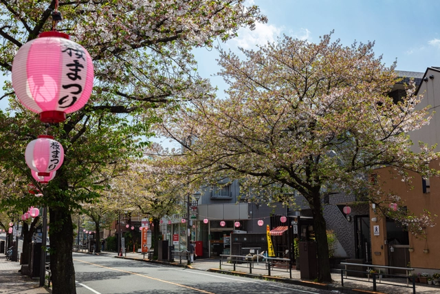 Cherry Blossom Festival Lanterns in Seiseki-Sakuragaoka | Tokyo Tama Area