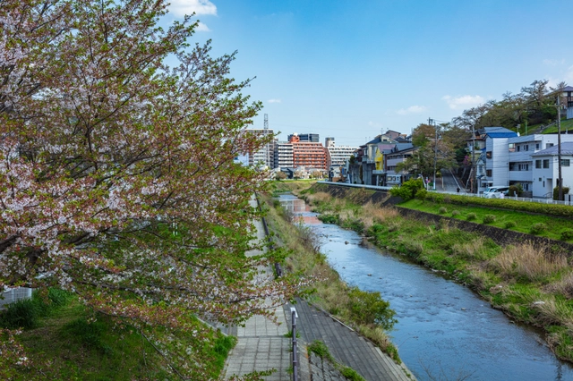 Cherry Blossoms along the Okuri River | Tokyo Tama Area