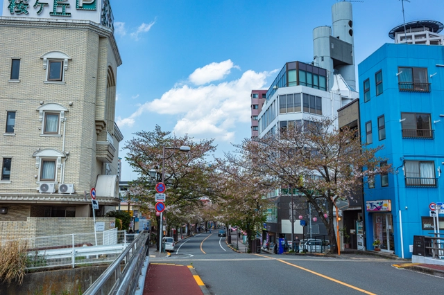 Sakura Street and Cityscape in Seiseki-Sakuragaoka | Tokyo Tama Area
