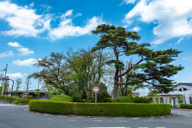 Pine Tree and Sky at Sakuragaoka Roundabout | Tokyo Tama Area