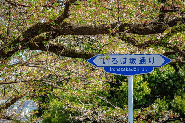 いろは坂通りの標識と桜｜東京都多摩市
