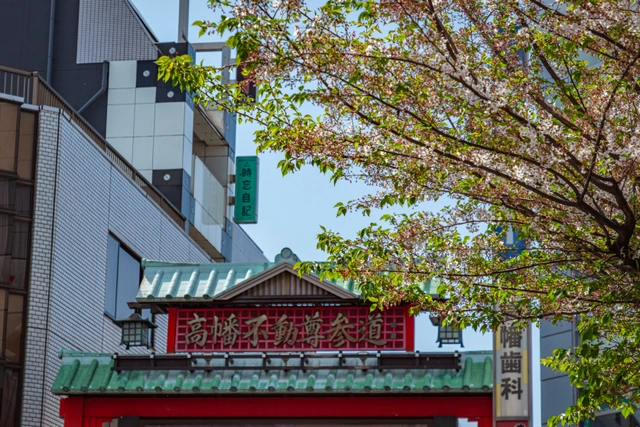 Gate of Takahatafudo-son Approach with Cherry Blossoms | Tokyo Tama Area