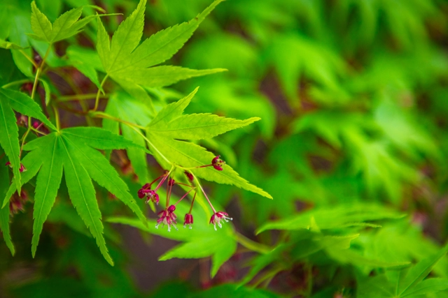 モミジの新緑と花 | Japan