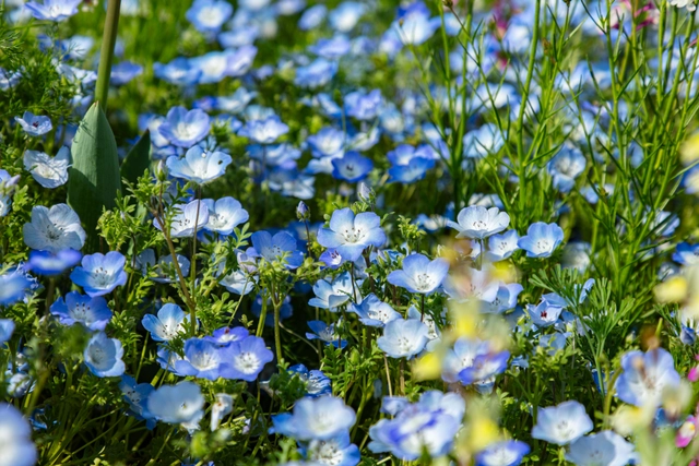 ネモフィラの花畑