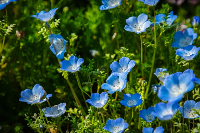 ネモフィラの花