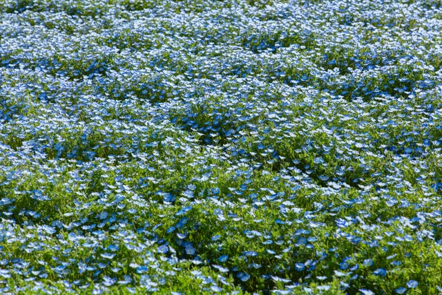 粉蝶花花田|日本