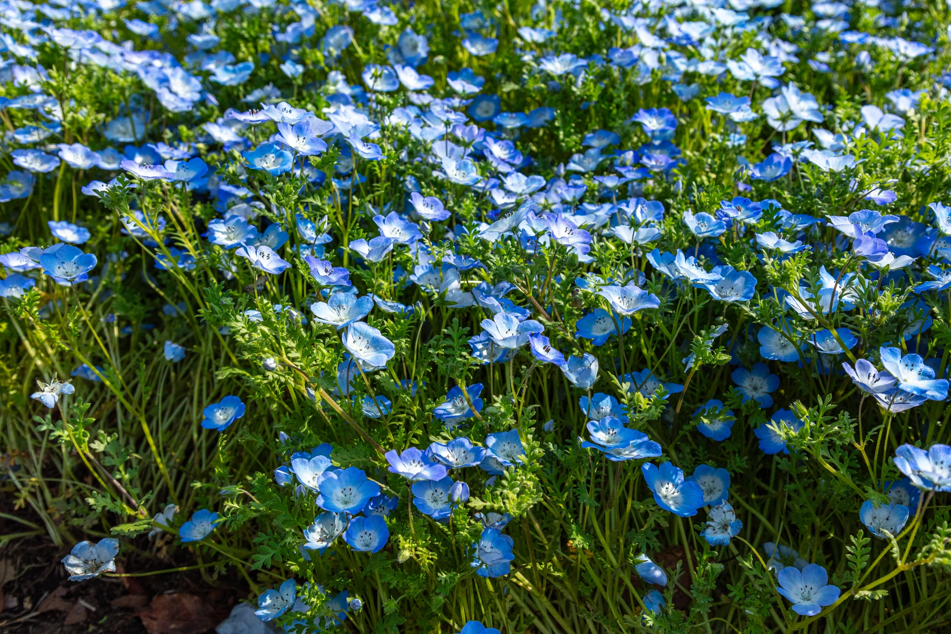 ネモフィラの花壇