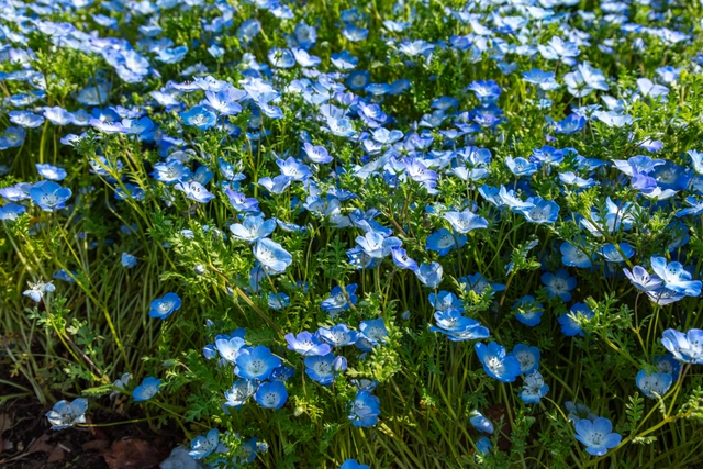 Macizo de Nemófilas | Japón | nemophila