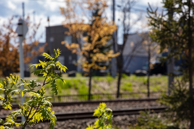 Fresh Green Leaves Along the Tracks | Hokkaido | Ainosato