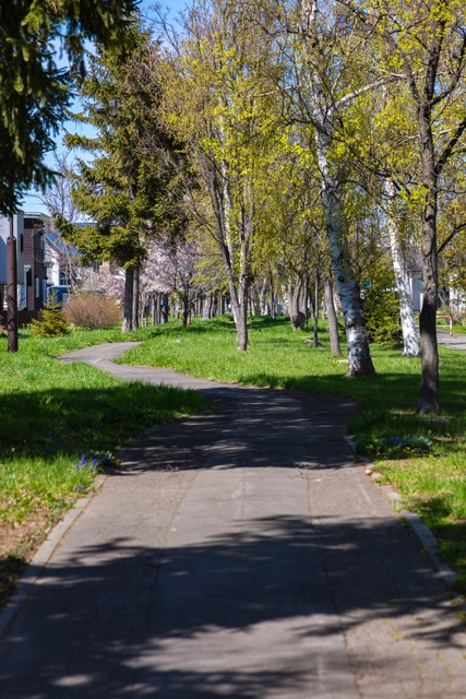 Fresh Green Promenade and White Birches | Hokkaido