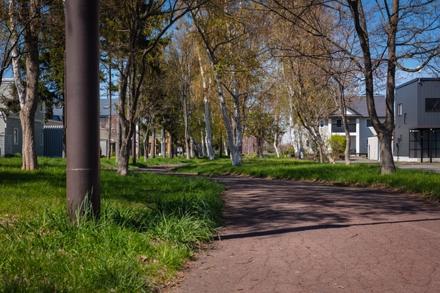 Promenade Lined with White Birches | Hokkaido