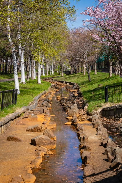 White Birches and a Stream | Hokkaido | Ainosato