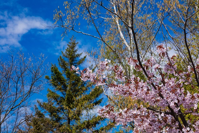 Blue Sky and Cherry Blossoms | Japan | cherry blossoms