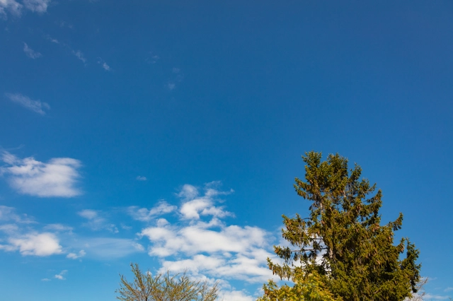 Blue Sky and a Conifer | Japan | blue sky