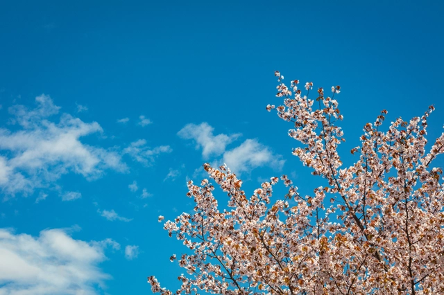 青空と桜