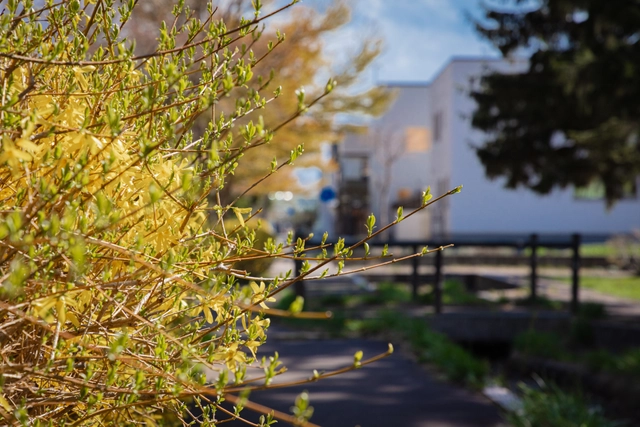 Forsythia in Ainosato | Hokkaido