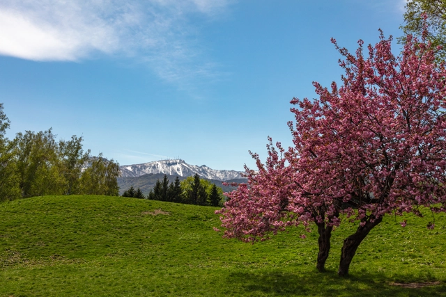Cerezos dobles en el parque Shimoteine | Hokkaido