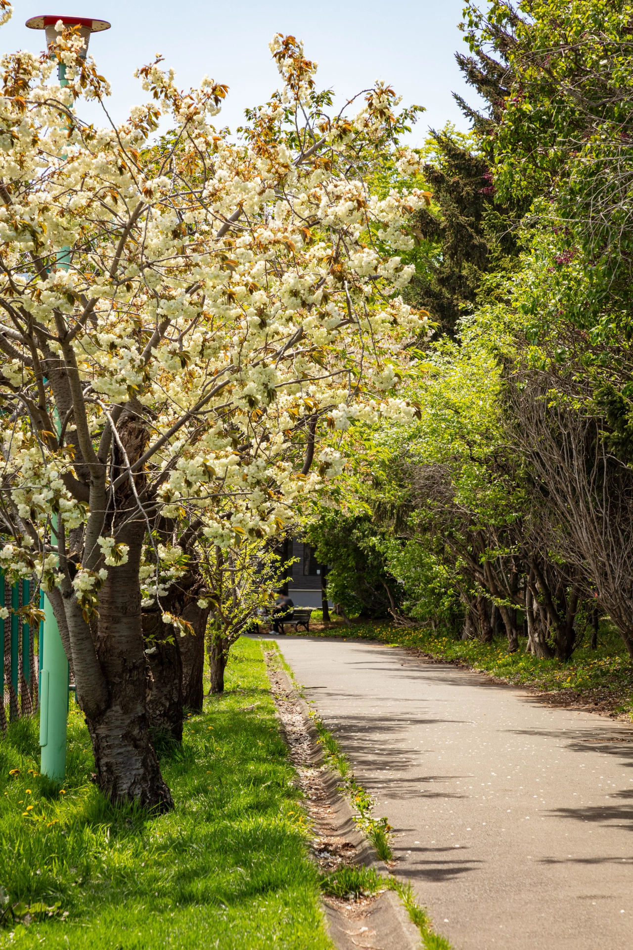 Paseo en el parque Shimoteine | Hokkaido | parque shimoteine