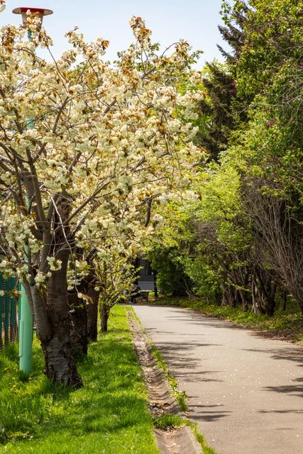 Paseo en el parque Shimoteine | Hokkaido | parque shimoteine